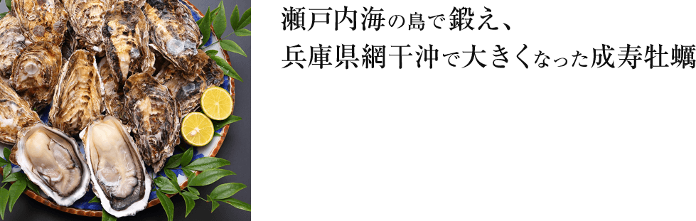 瀬戸内海の島で鍛え、兵庫県網干沖で大きくなった成寿牡蠣